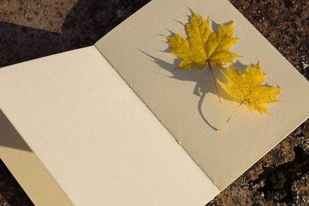 Yellow maple leaf on a sheet of paper with a textured backgroundの写真素材
