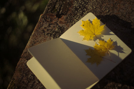 Notebook and maple leaf on a stone in the autumn forest.