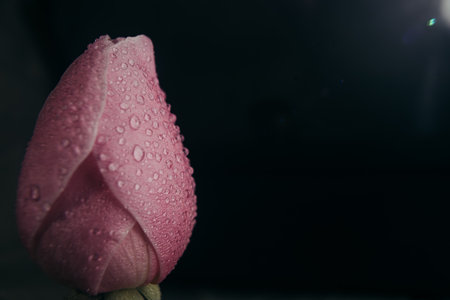 Pink lotus flower with water drops on black background, soft focus