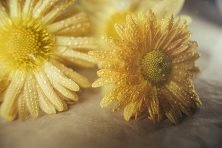 Beautiful yellow chrysanthemums with water drops on paper backgroundの写真素材