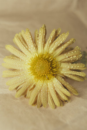 Yellow chrysanthemum flower with water drops on paper backgroundの写真素材