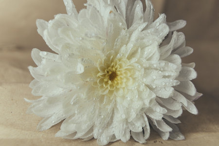 White chrysanthemum flower with water drops on paper backgroundの写真素材
