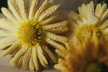 Yellow chrysanthemums with water drops on the petalsの写真素材