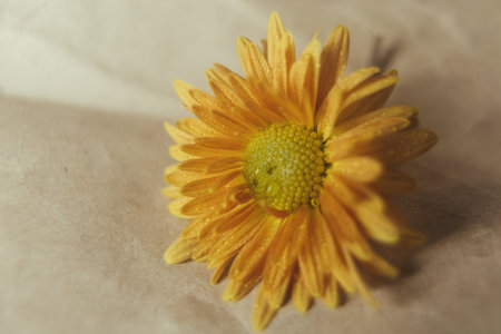 Beautiful yellow chrysanthemum on the background of paperの写真素材