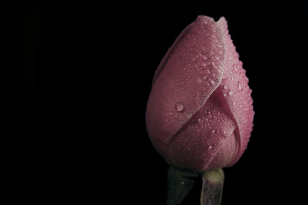 Beautiful pink flower with water drops on a black background.