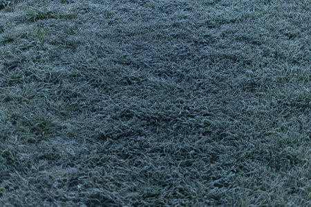 Close-up of fresh green grass covered with hoarfrost at a football fieldの写真素材