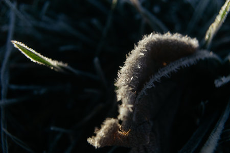 Frost on the grass in the morning. Shallow depth of fieldの写真素材