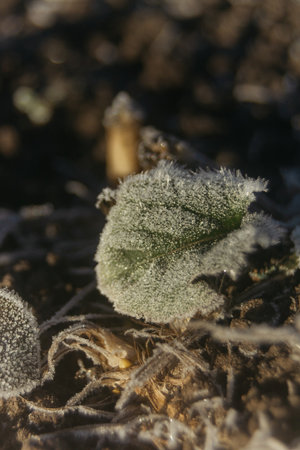 Frost on the leaves of a plant in the early morning.の写真素材