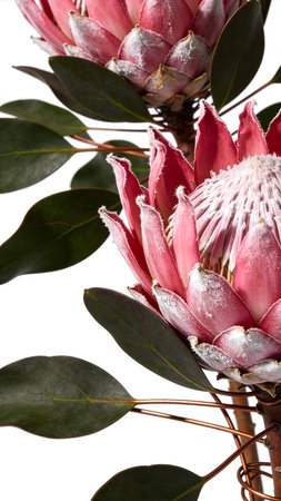 Protea flower isolated on white background. Clipping path included.の素材