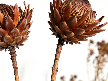 Protea flower isolated on a white background. Close up.の素材