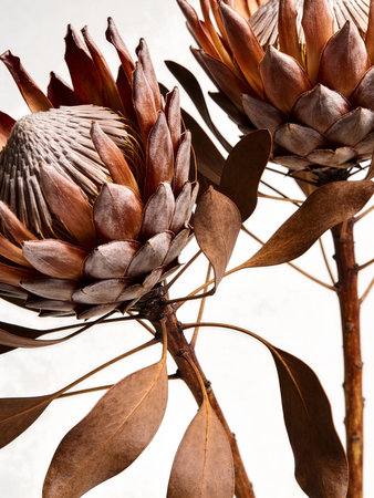 Dried protea flowers on a white background. Selective focus.の素材