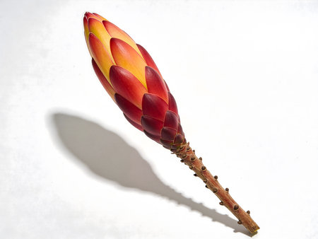 Tropical flower of red torch ginger on a white background.の素材