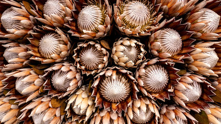 Protea flower background. Close up of protea flowers.の素材