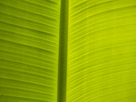 Green Color on Banana leaves