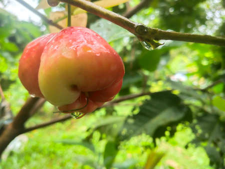 Photograph of rose apple in a forest parkの写真素材