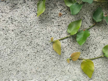 Trees grow on bricks.