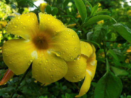 Yellow flowers in the rainy seasonの写真素材