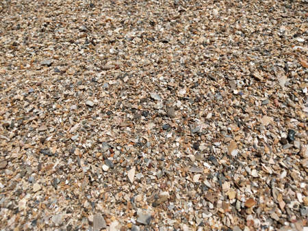 Seashells on the beach. Background of pebbles.