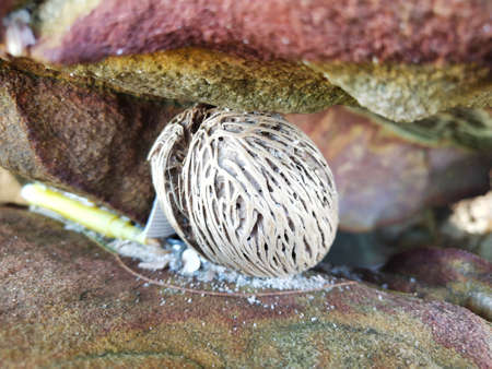 Close up of a coconut shell in a natural settingの写真素材