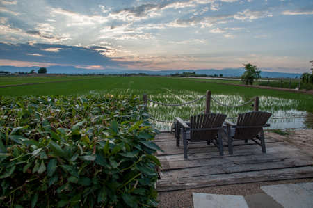 Rice field viewsの写真素材
