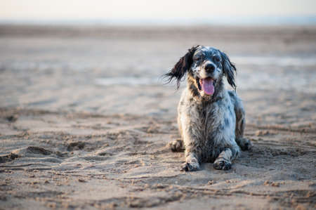 English Setter playing on the beachの写真素材