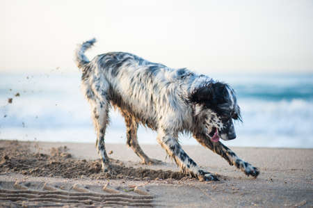 English Setter playing on the beachの写真素材