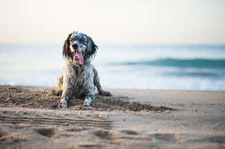 English Setter playing on the beachの写真素材