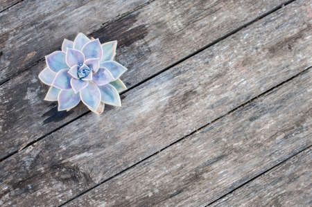 fleshy plant on wood backgroundの写真素材