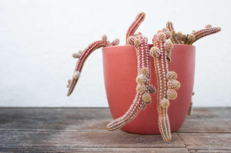 Cactus in pot on white backgroundの写真素材