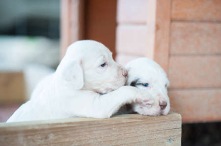 english setter puppies playingの写真素材