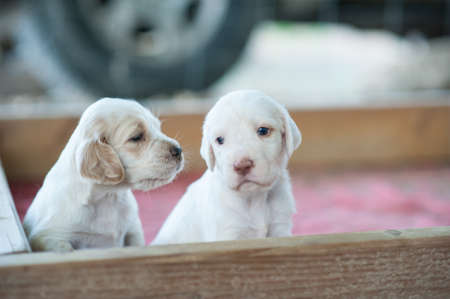 english setter puppies playingの写真素材