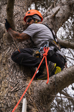 Arborist pruning trees using professional rope access techniques, ensuring safety and precision