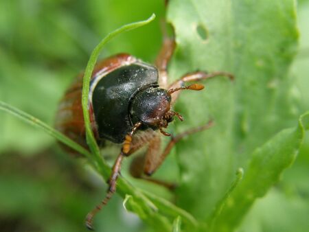 European cockchafer on the leaf
