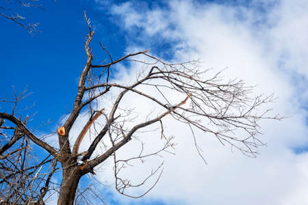 Leaves and branches of trees in winter covered with iceの写真素材