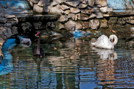 Black and white swan in the green water in ZOO Bor Serbia, photo taken 24.10.2013.のeditorial素材