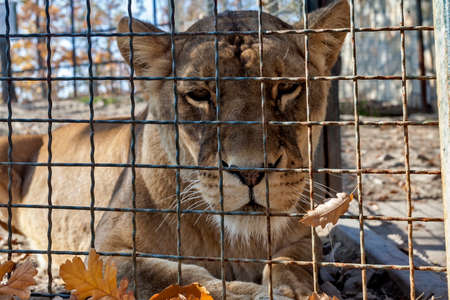 Lioness behind fence in cage, ZOO Bor, Serbia, photo taken 24.10.2013.のeditorial素材