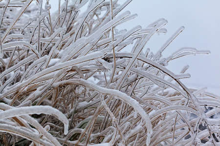 Leaves and branches of trees in winter covered with iceの写真素材