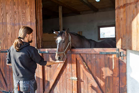 English thoroughbred racehorse in box at ZOO Bor, Serbia, hippodrome, photo taken 24.10.2013.のeditorial素材