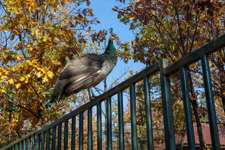 Peacock in ZOO Bor in Serbia at fence, photo taken 24.10.2013.の写真素材