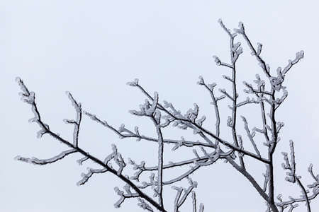 Leaves and branches of trees in winter covered with iceの写真素材