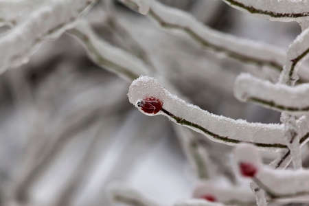 Leaves and branches of trees in winter covered with iceの写真素材