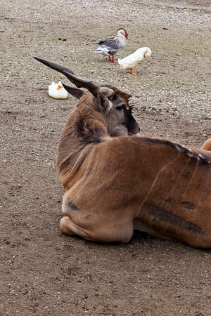Antelope in the Belgrade ZOO Serbiaの写真素材