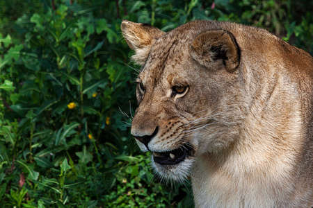 Lioness at the zoo Bor Serbia