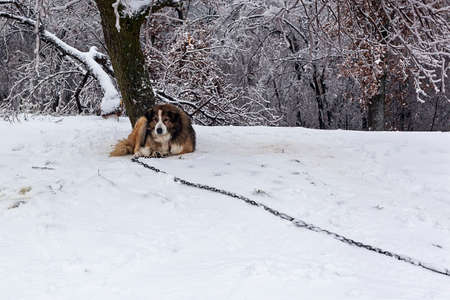 Guard dog in the yard covered with snowの写真素材