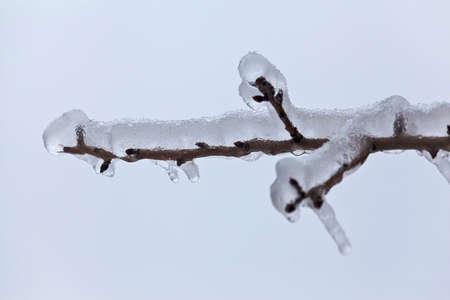 Leaves and branches of trees in winter covered with iceの写真素材