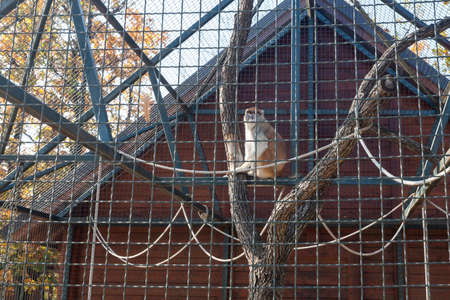 Monkey behind fence in cage, ZOO Bor, Serbia, photo taken 24.10.2013.