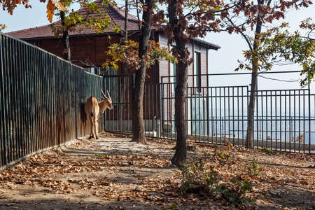 Eland antelope in ZOO Bor, Serbia, photo taken 25.10.2013.のeditorial素材
