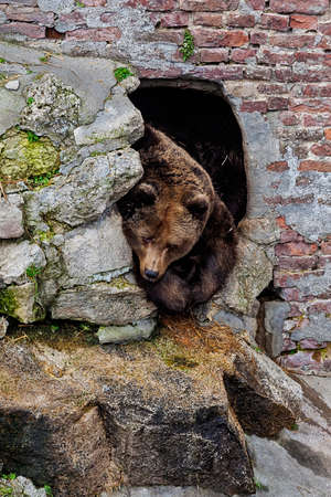 Brown bear in an artificial cave in Belgrade ZOO Serbia
