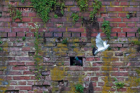 Pigeons on a brick wall