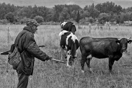 Pavlikeni, Bulgaria - 21.6.2015.: An old man tending the cowsのeditorial素材